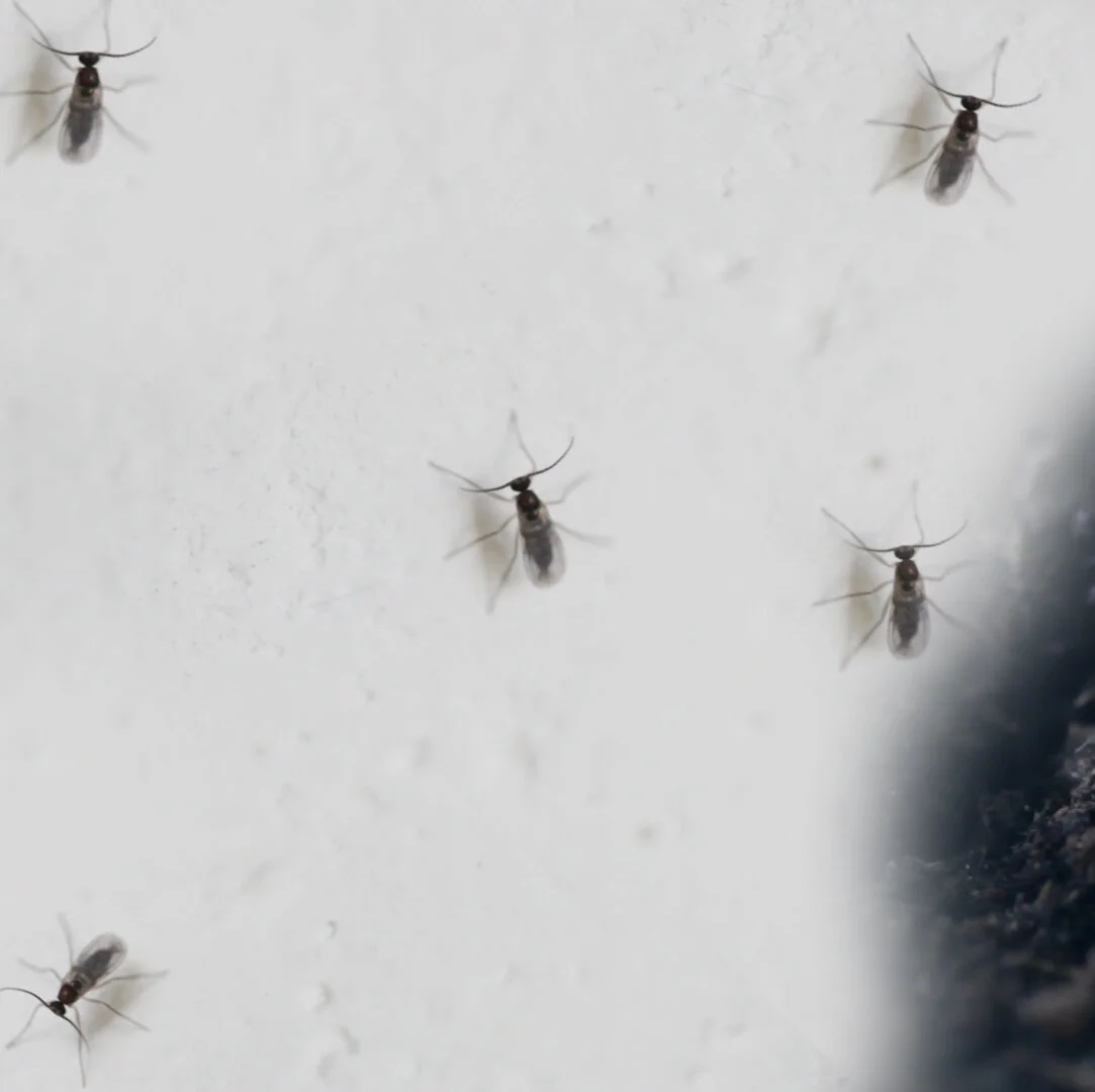 mini vliegjes slaapkamer